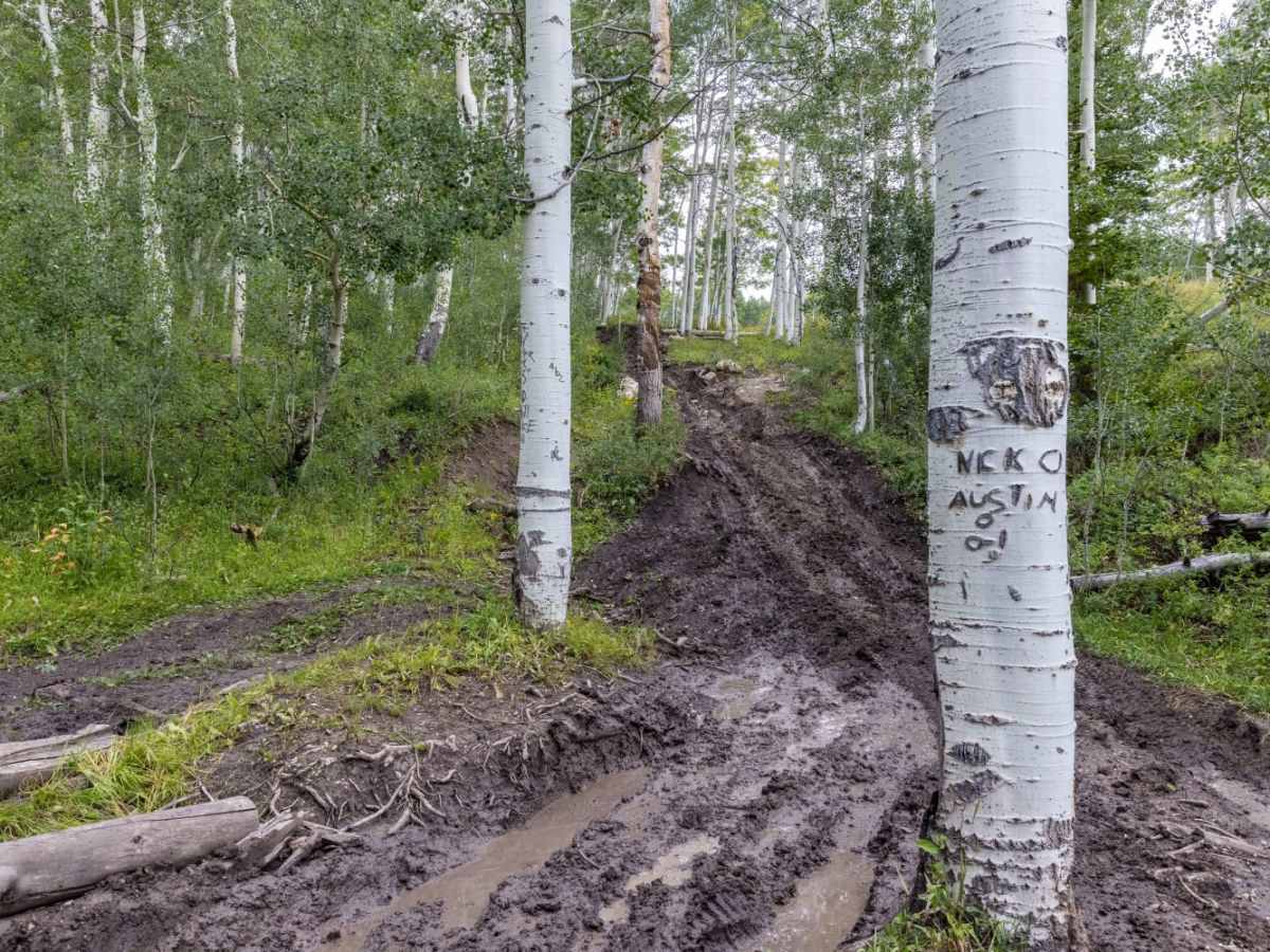Giant Aspen Trail photo 4