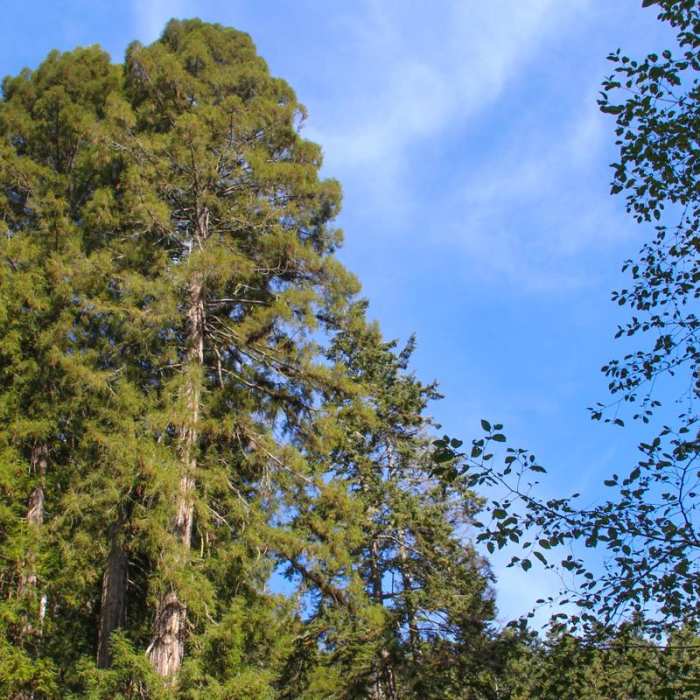 Near Fern Canyon Trail