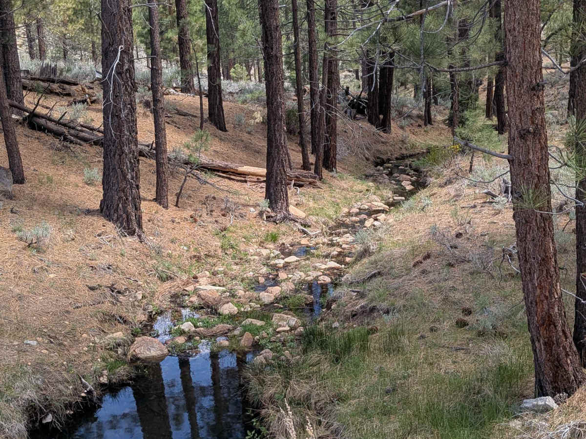 Taylor Creek - FS 24S43 photo 2