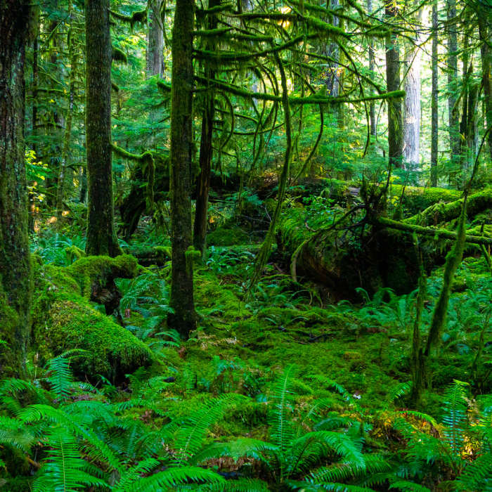 Near Staircase Rapids Loop