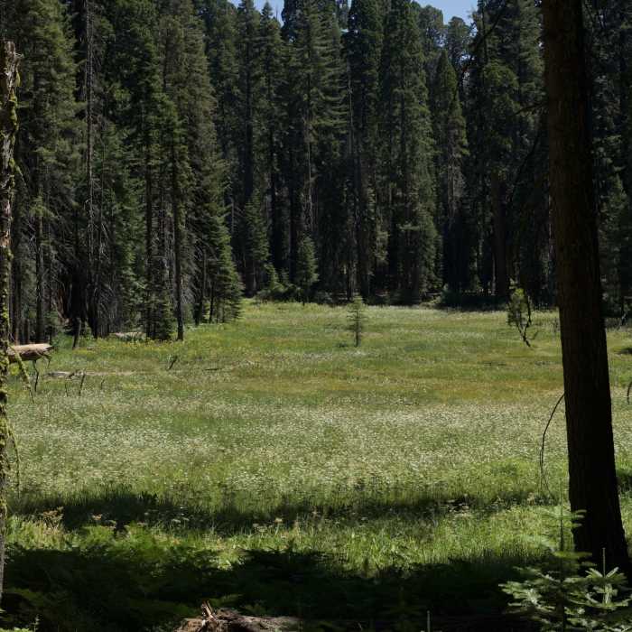 Near Dead Giant Trail