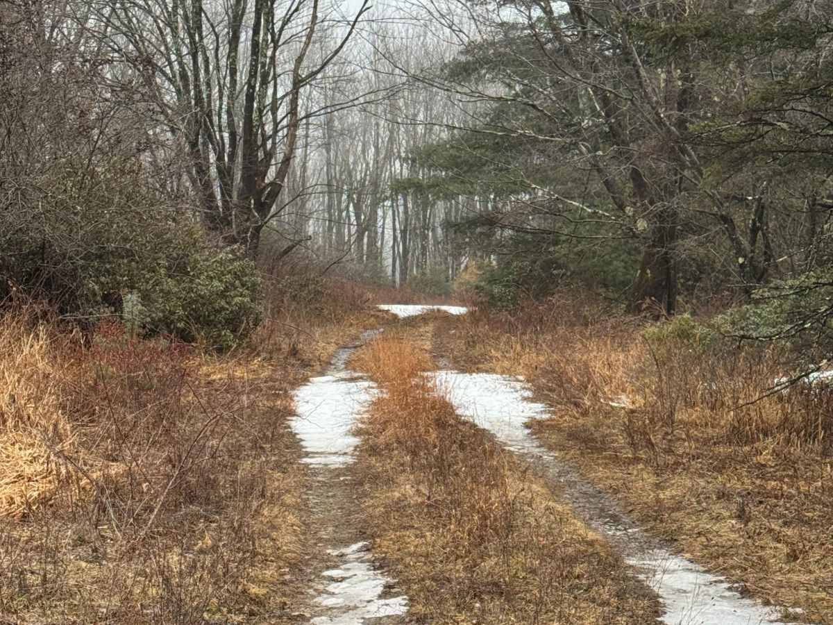 Old Wooded Road photo 4