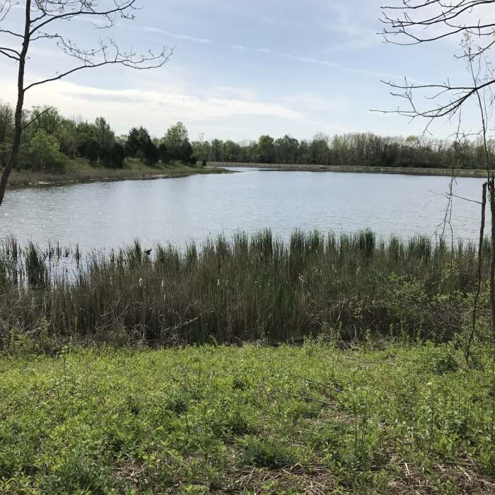 Near Blue Trail