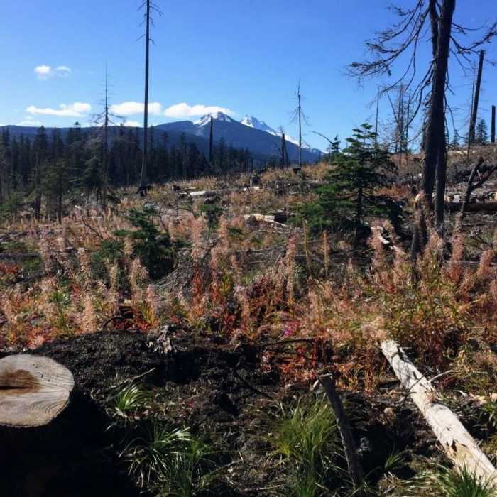 Near Pacific Crest Trail: Oregon Section F -- Highway 242 to Highway 35 (near Barlow Pass)