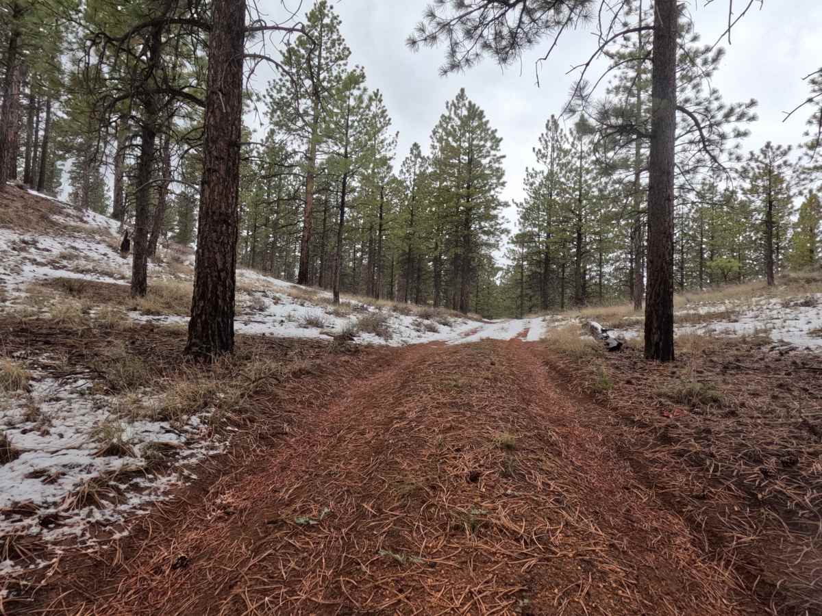 FS 33682 trail photo
