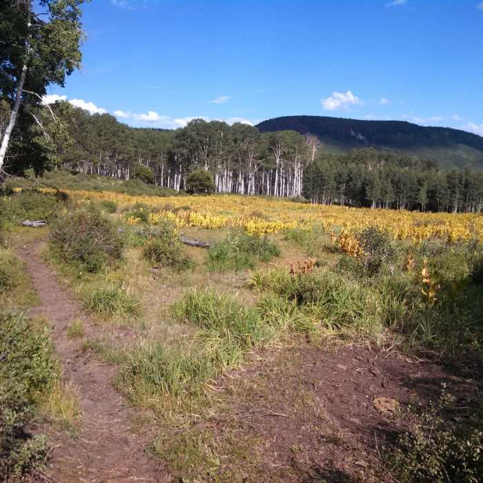 Near Clear Creek Trail