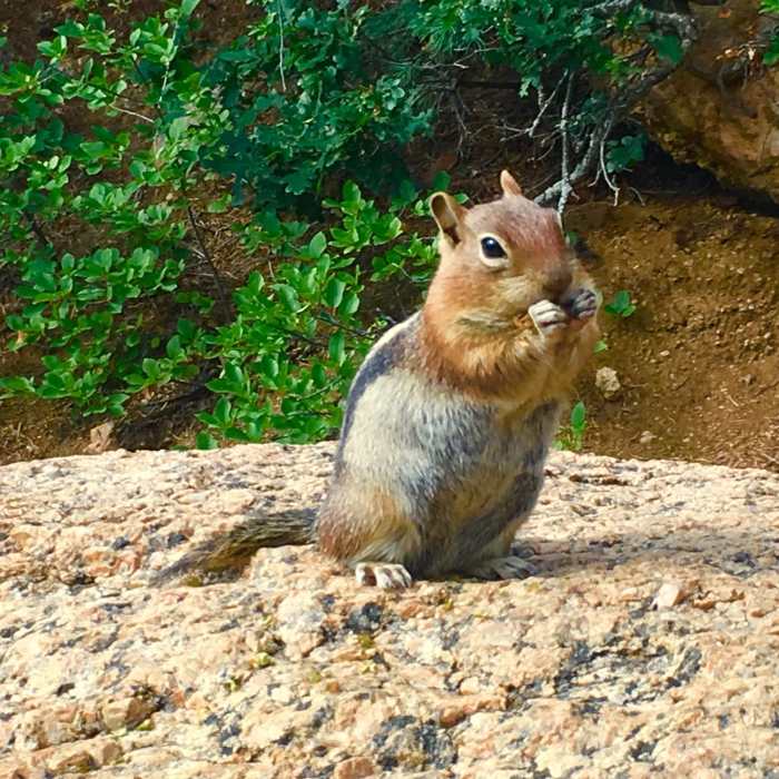 Near Barr Camp Out-and-Back