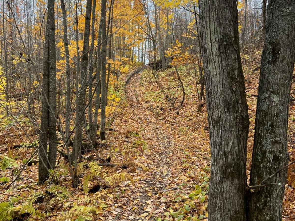 Paul's Narrow Thicket Bike Path photo 4