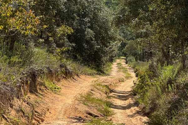 Trail 6 - Citrus WMA