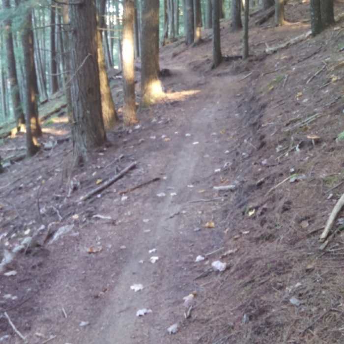 Near Hemlock Trail