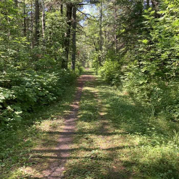 Near White Pine Trail Near White Pine Trail