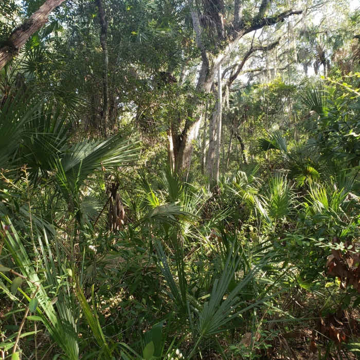 Lots of vegetation providing for a shady hike. Near Bella Vista Trail