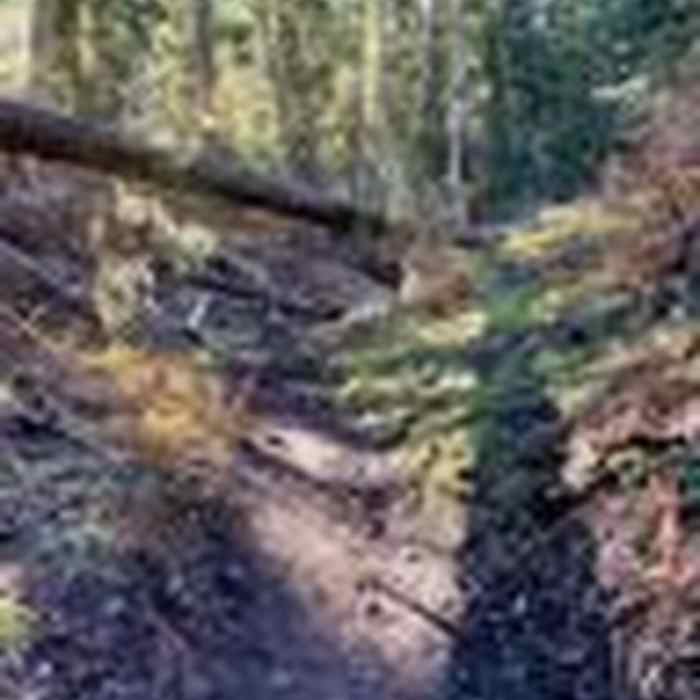 Near Miner's trail
