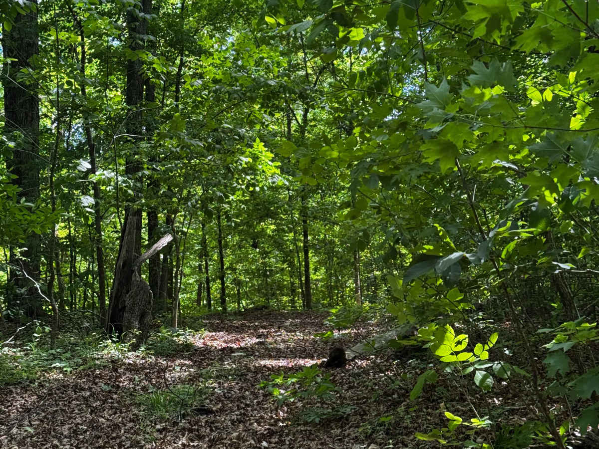 Hillside 69  photo 3