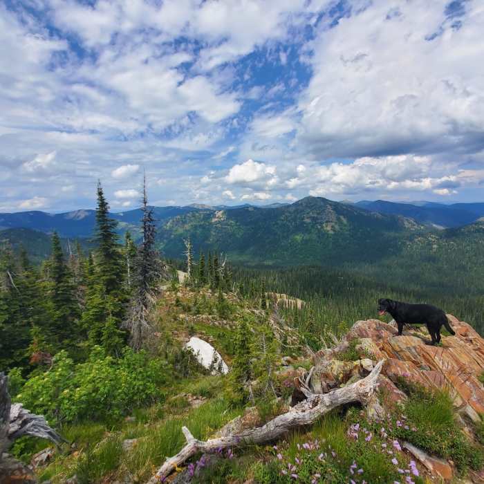 Near Moose Mountain Loop