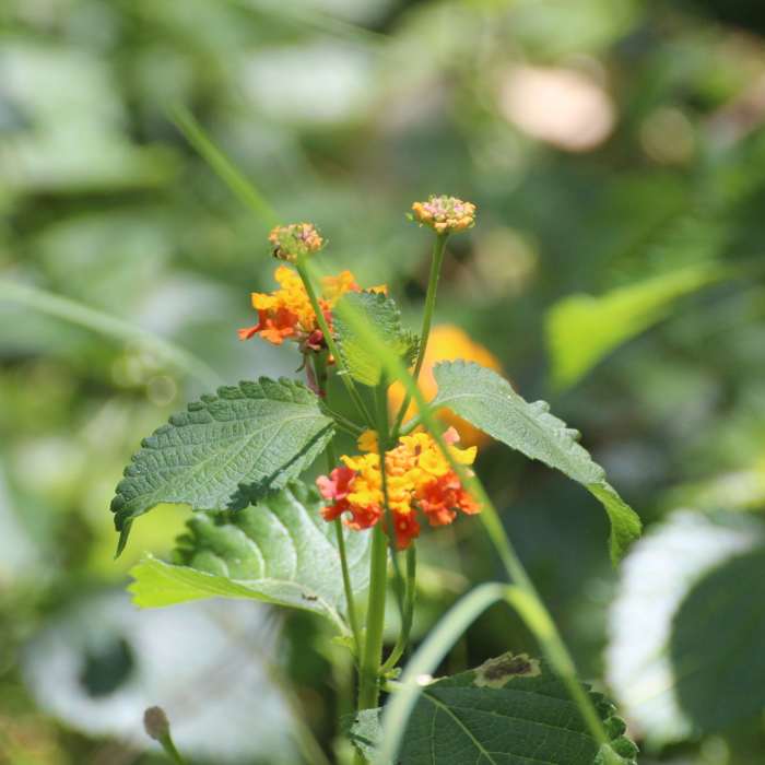 Wildflowers Near Barrier-Free Nature Trail