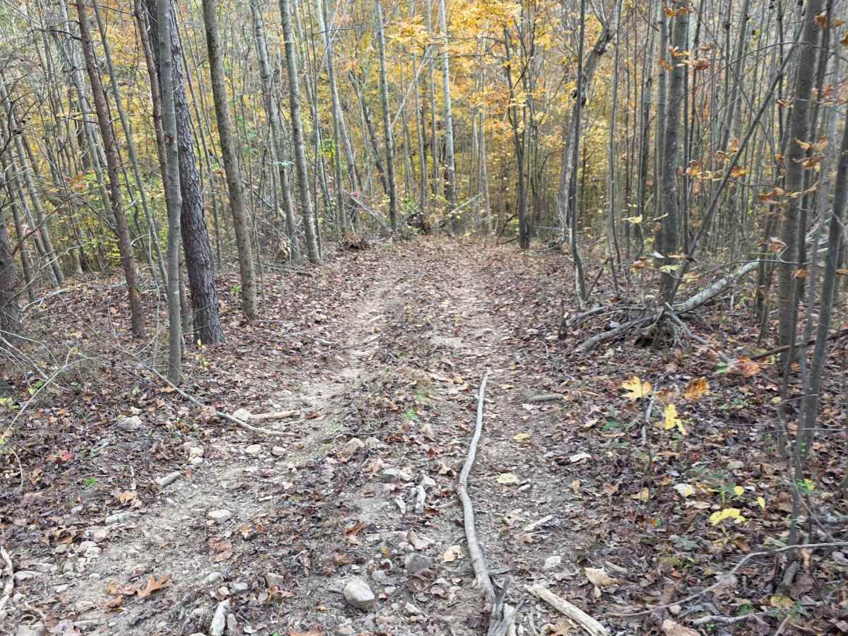 Maple Hill  photo 2