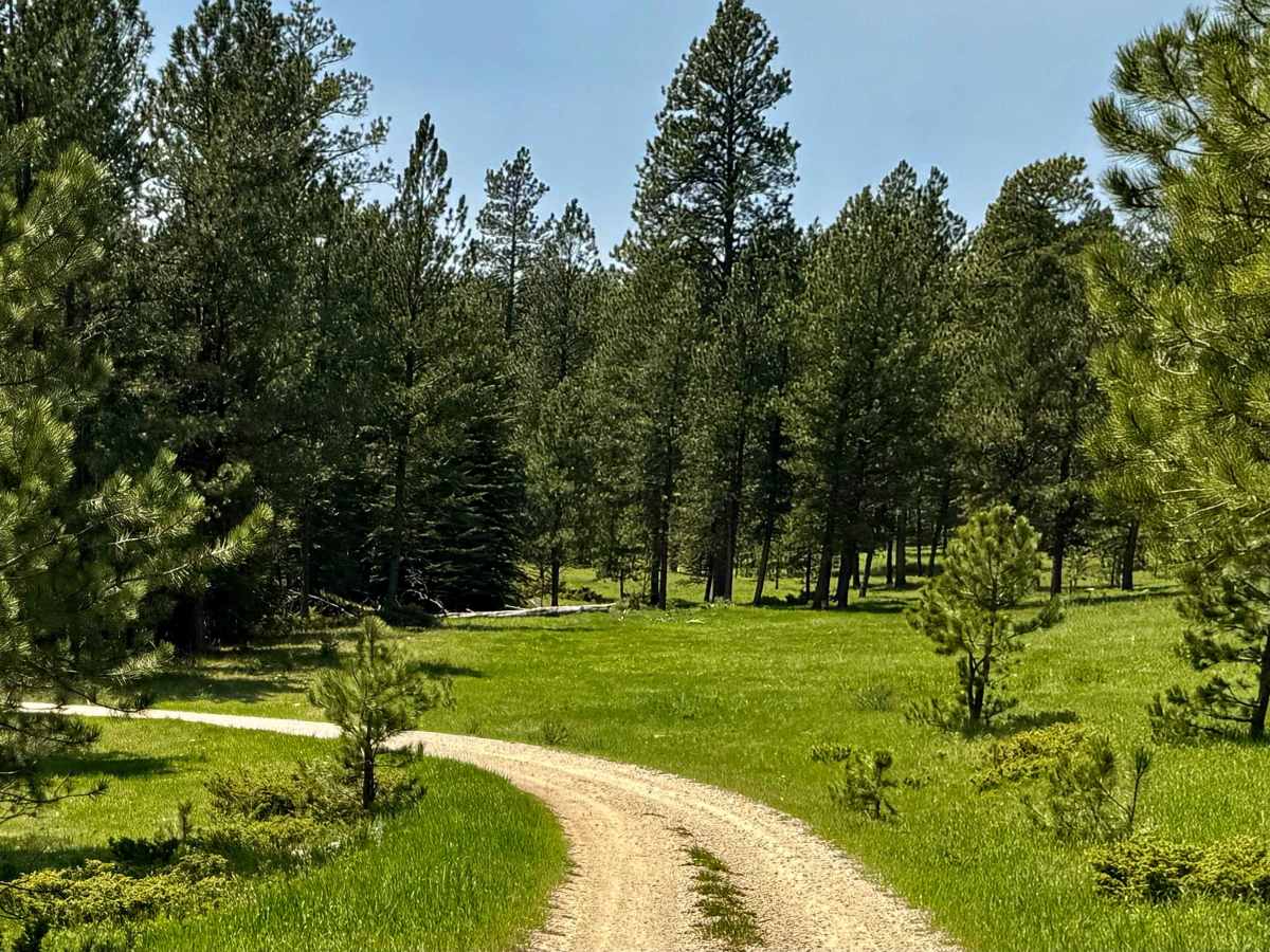 FS 655 Trail Gulch  photo 5