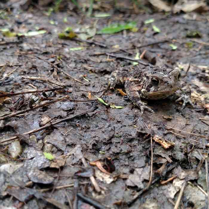Near Shawnee Lookout