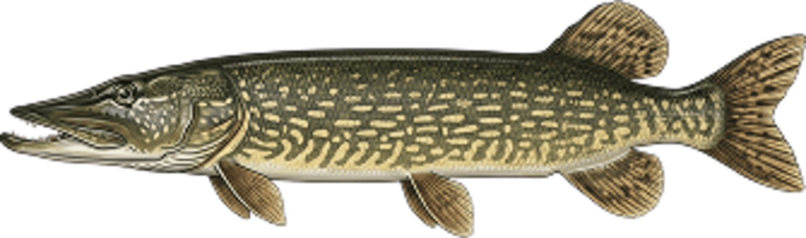 Northern pike