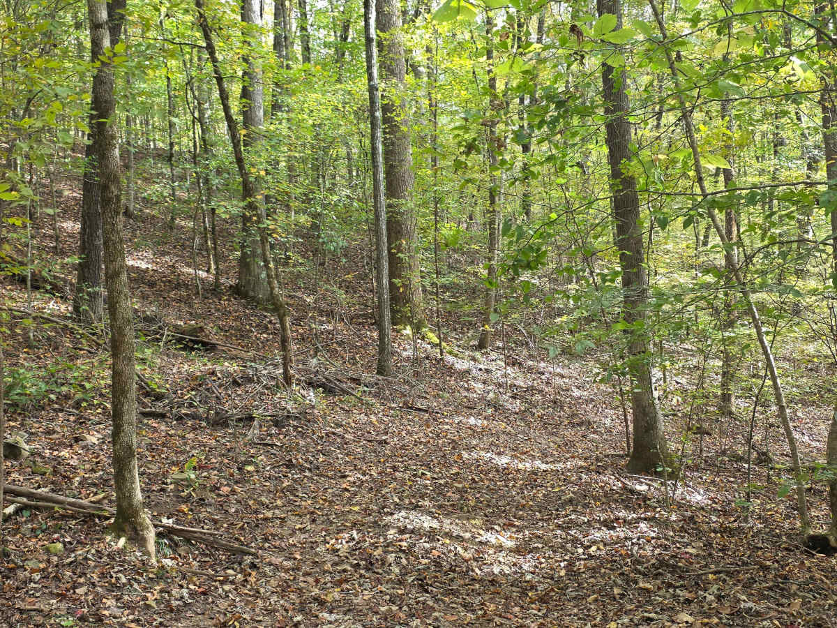 Rodeo trail photo