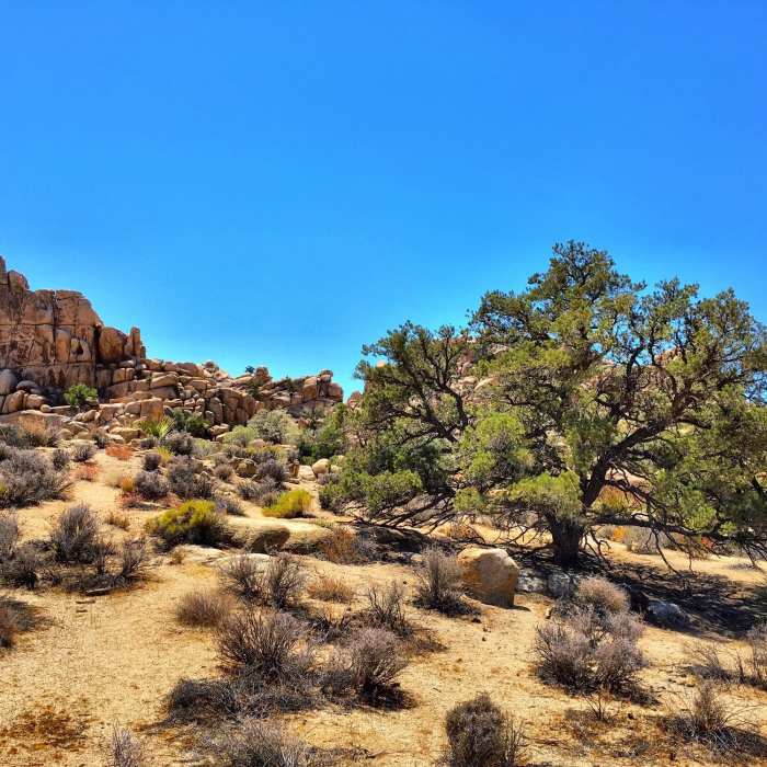 Near Boy Scout Trail