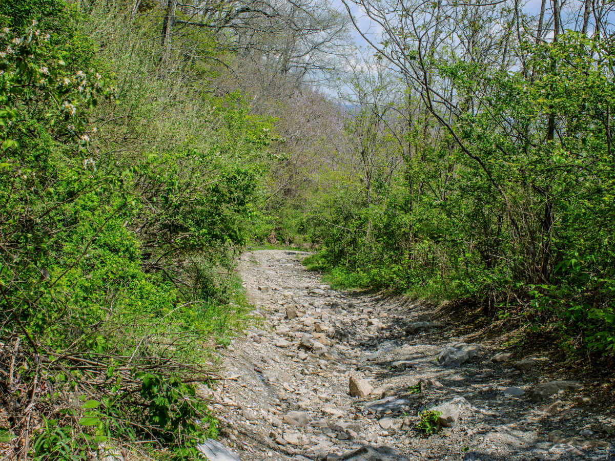 GS1 Trail photo 3