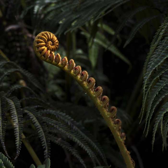 Near Kamakou Preserve + Pepe'opae Bog Trail Near Kamakou Preserve + Pepe'opae Bog Trail