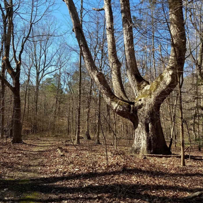 An unmistakable tree to usher you into the forest Near Seth Demo Forest Loop