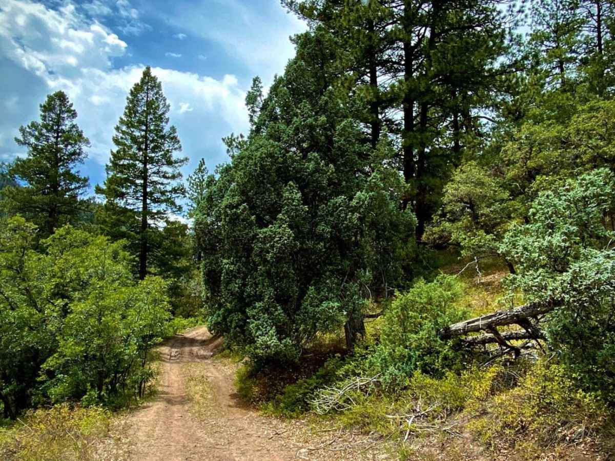 Baldy Trail photo 3