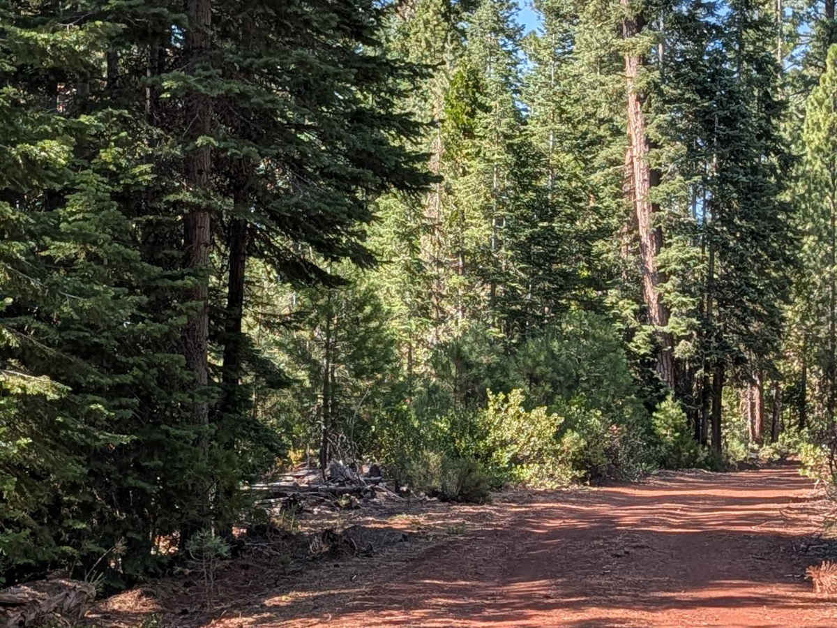 Under Timber - FS 42N04Y trail photo