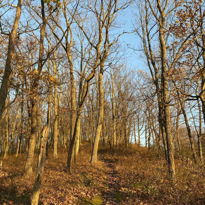 Near Broken Tip Loop Out and Back