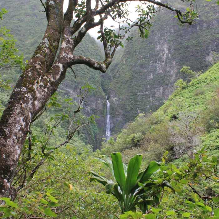 Near Kalalau Trail Near Kalalau Trail