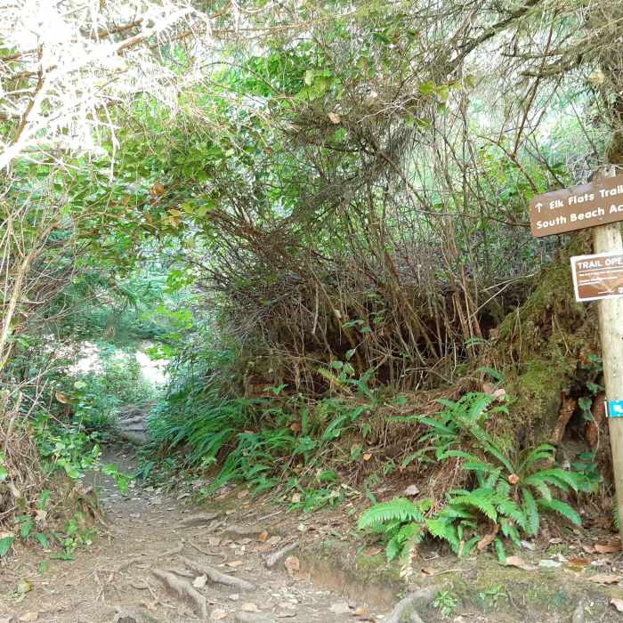 Near Elk Flats Trail