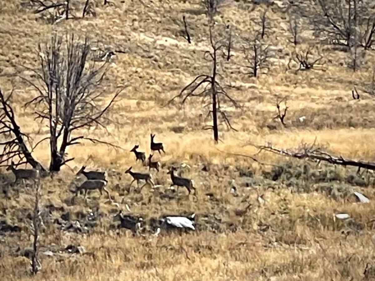Strawberry Creek Road photo 3