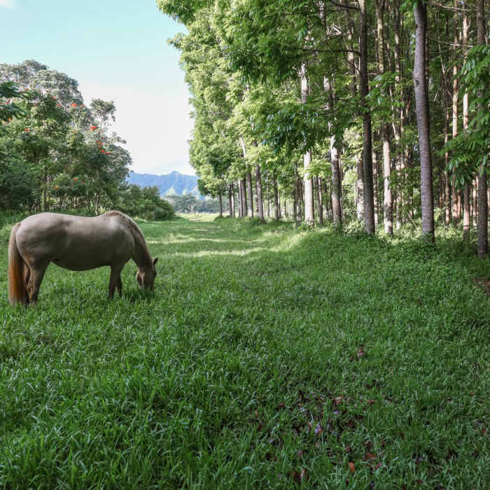 Near Stone Dam via Wai Koa Trail