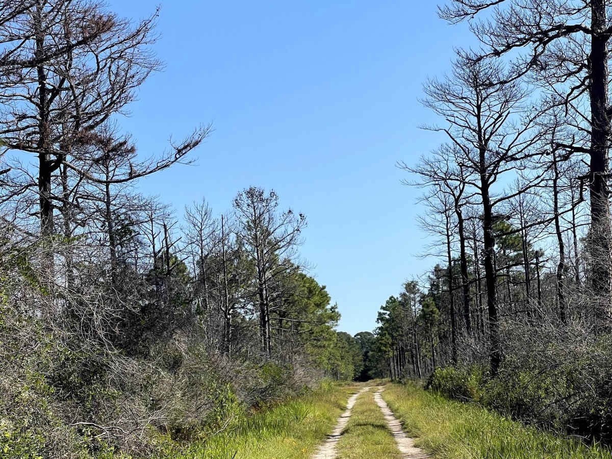 Camelia Road trail photo
