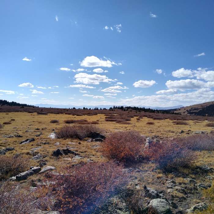 Near Ben Tyler Trail #606