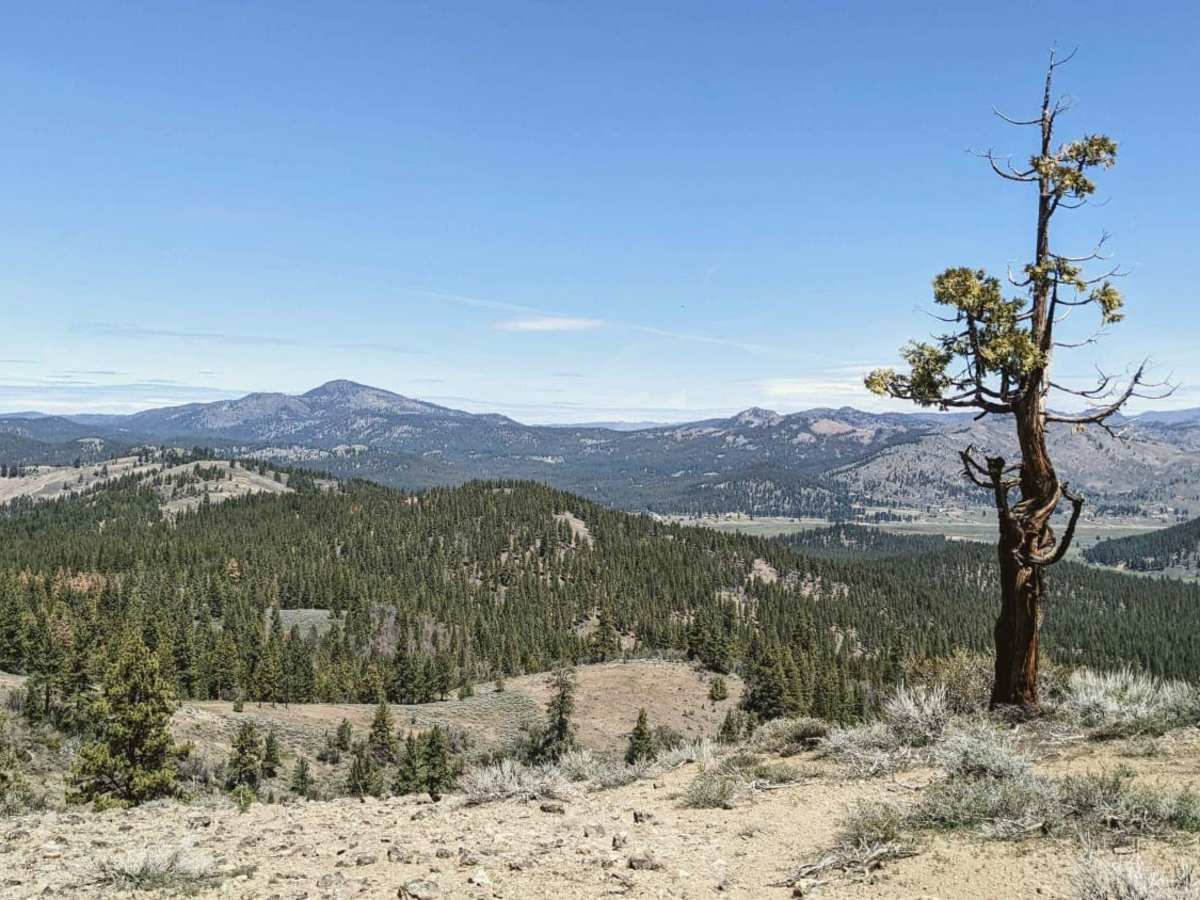 Beckwourth - NF23N03 trail photo