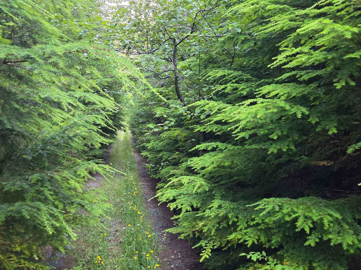 Pelvyer Road photo 6