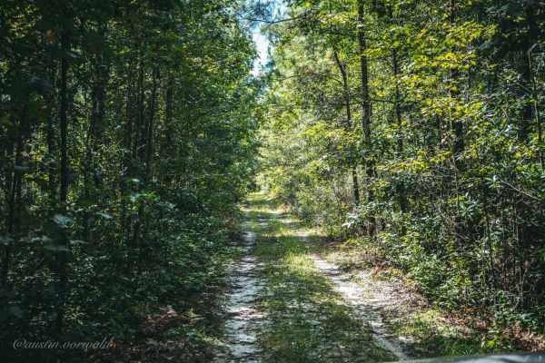 Catface Swamp Road - North