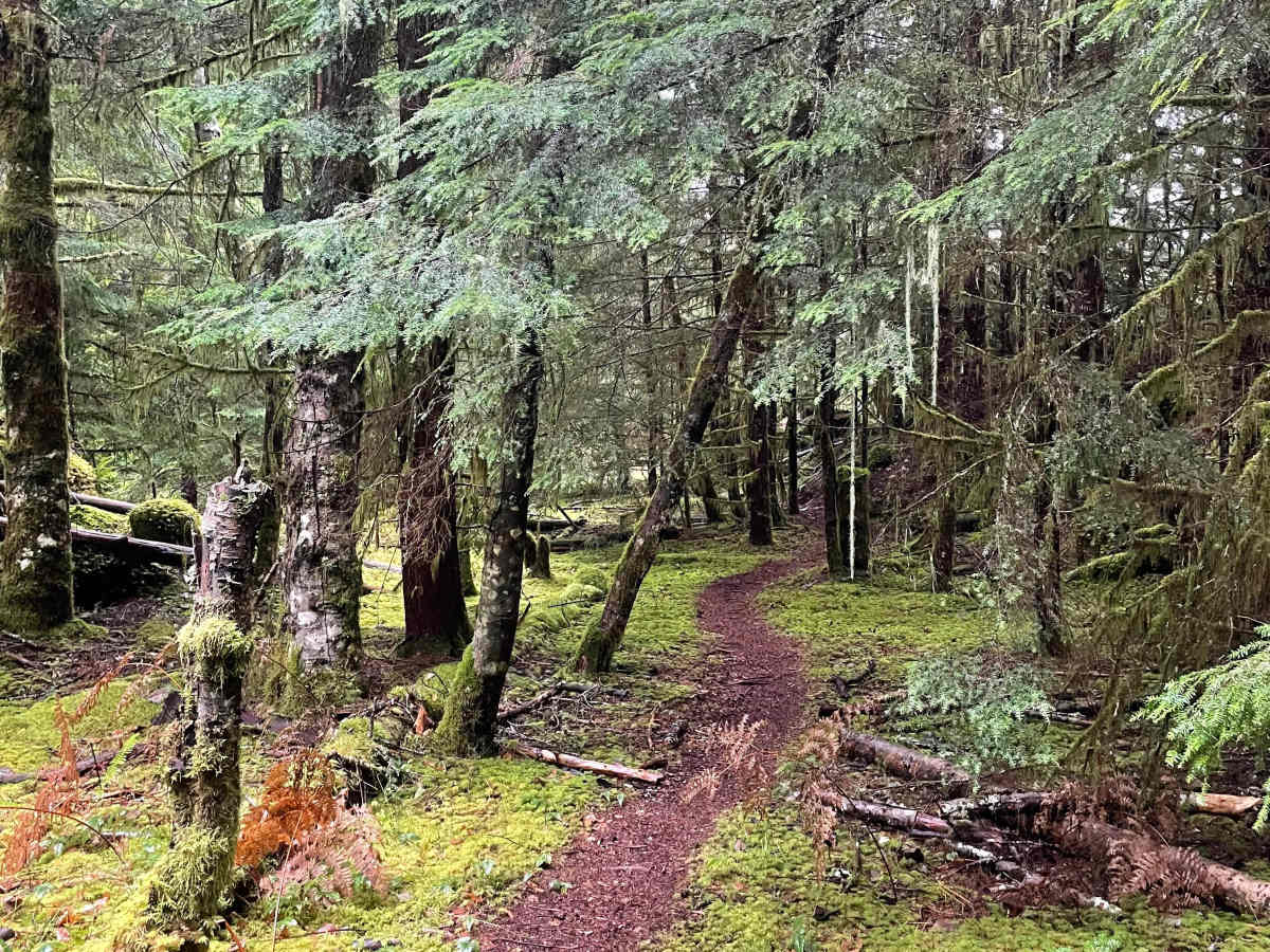 Old Track trail photo