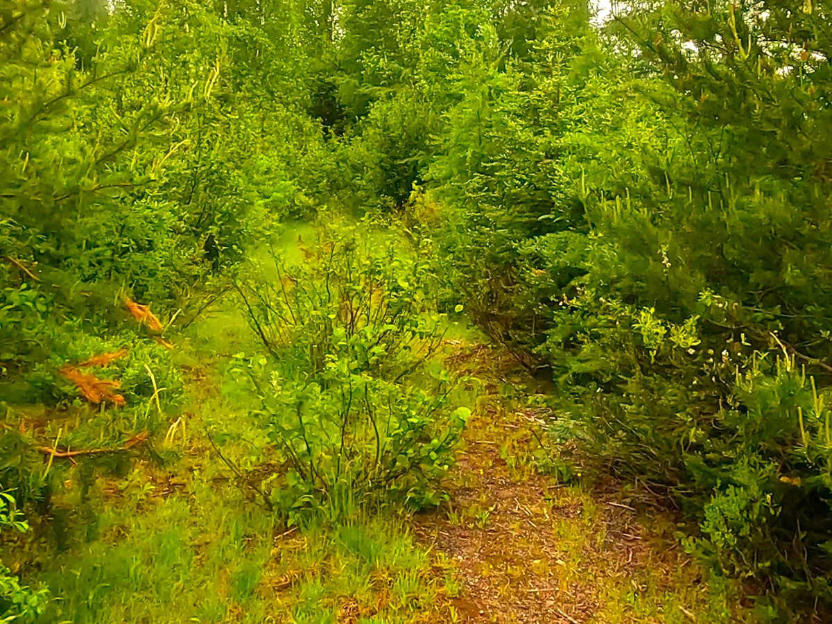 County Road LYU photo 3
