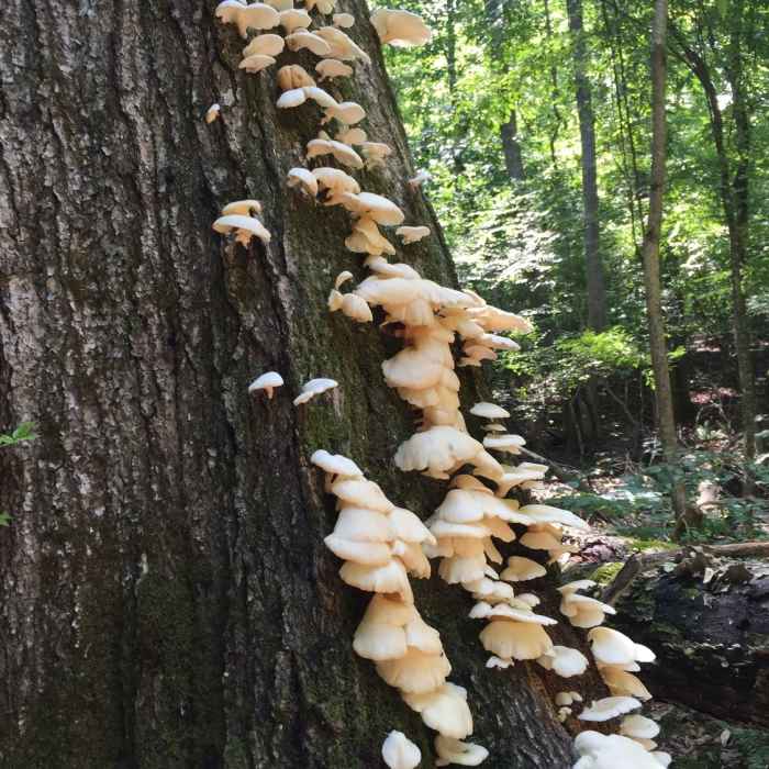 Near Bowman's Island Loop
