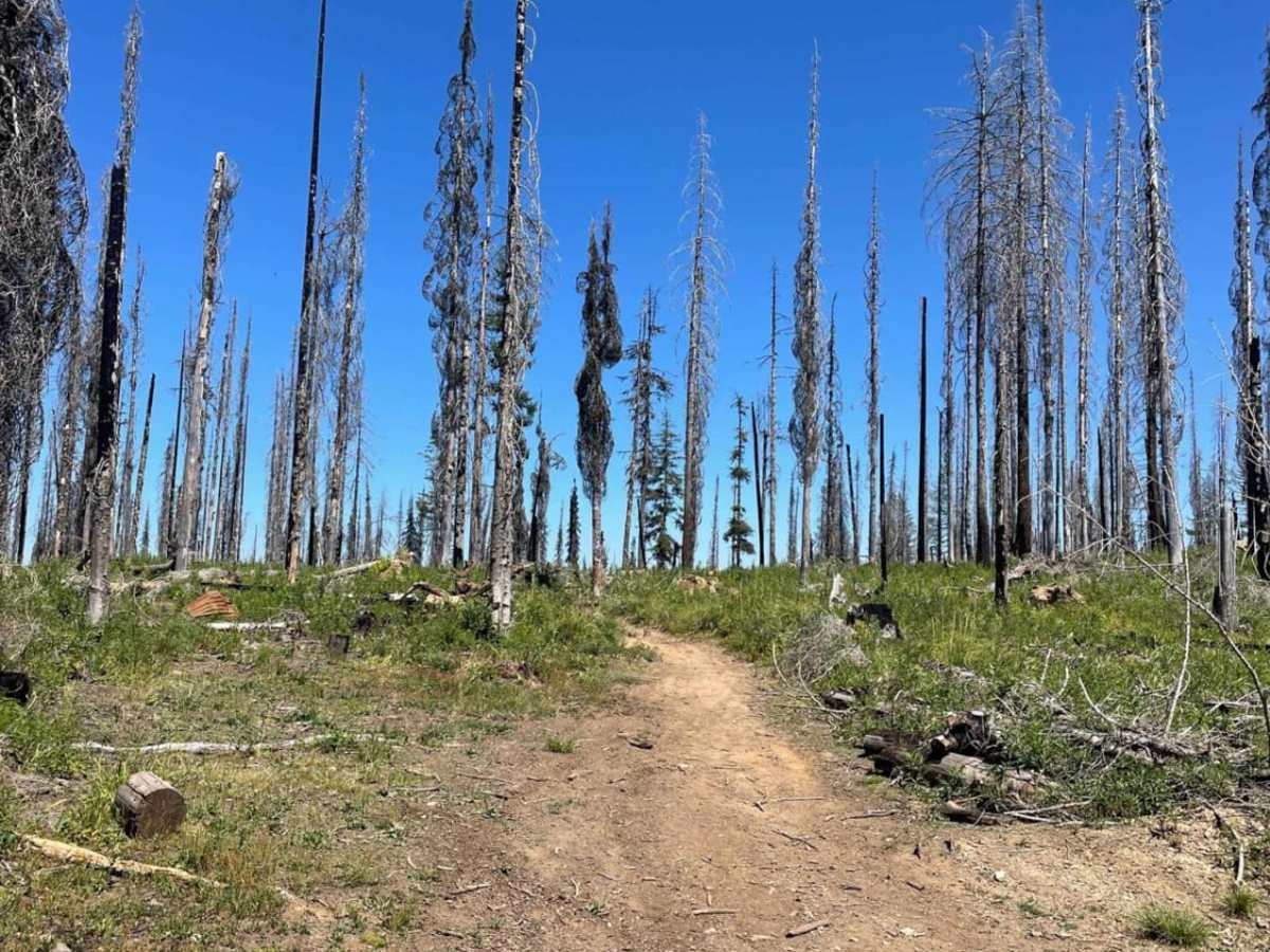 Ermine Ridge trail photo