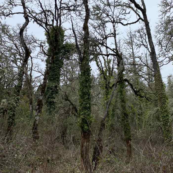 Near Ribbon Trail (Ridgeline Trail System)