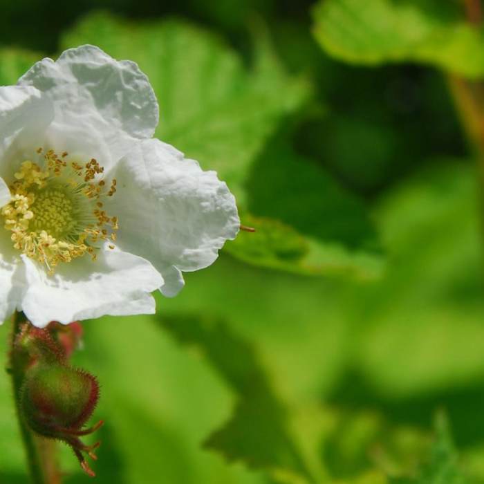 Near Bald Butte Hike
