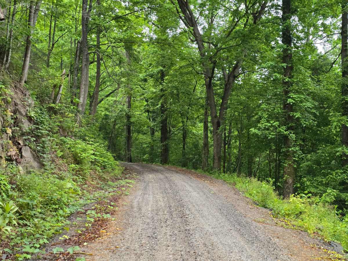 Old Highway Road - FS 311 photo 4