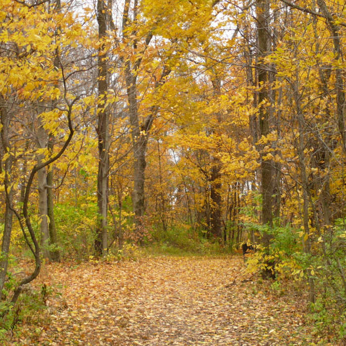 Near Dripping Rock Trail