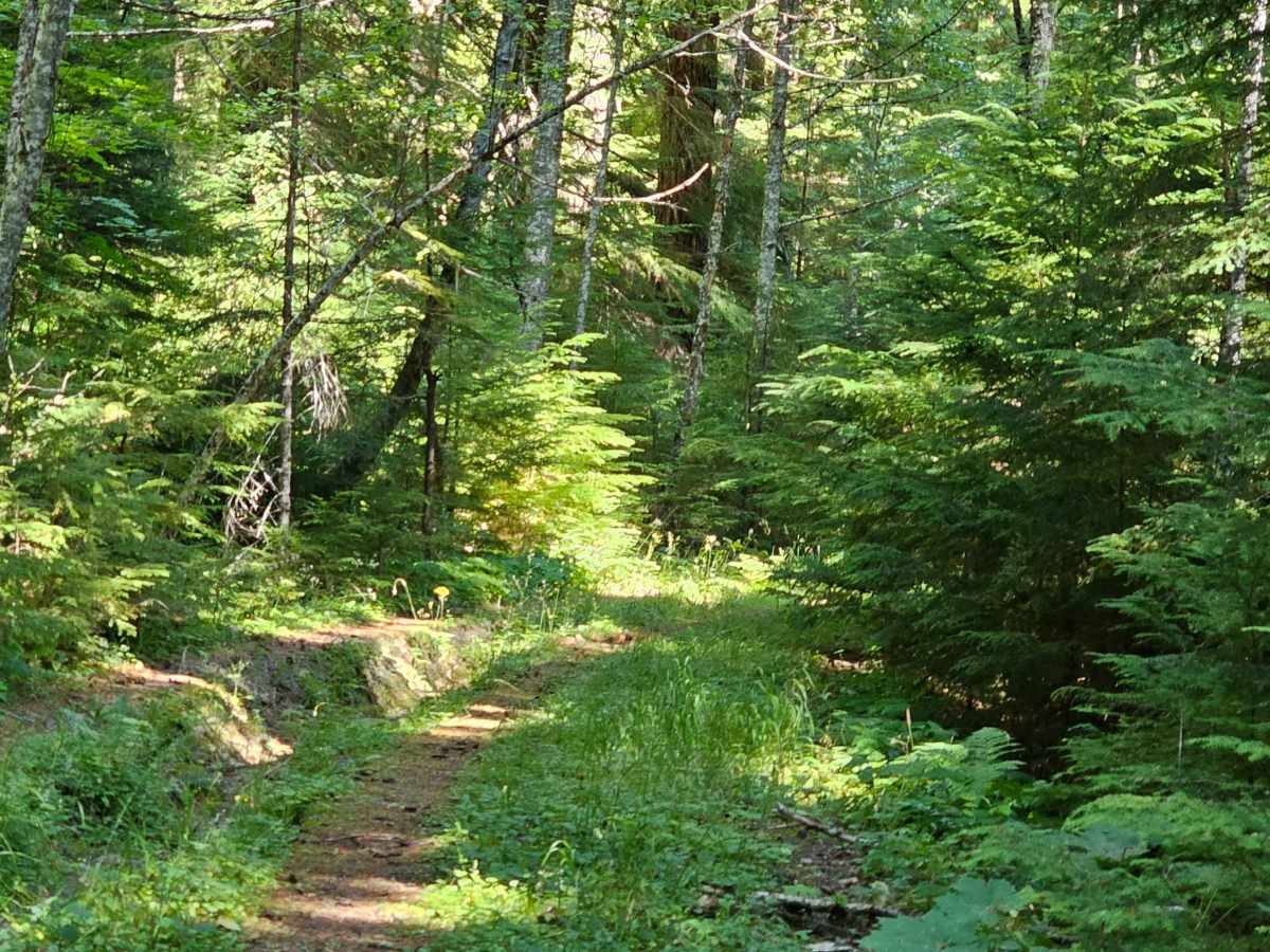 Horseberry trail photo